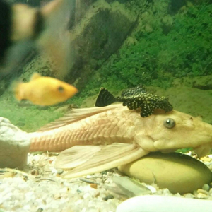 Плекостомус альбинос (Hypostomus plecostomus) — крупный представитель семейства Лорикариевых (Кольчужных) сомов.Плекостомус альбинос (Hypostomus plecostomus) — крупный представитель семейства Лорикариевых (Кольчужных) сомов.