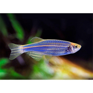 Данио Глофиш (GloFish) — генетически модифицированная форма рыбы данио рерио, обладающая флуоресцентной окраской. Название происходит от английских слов glow («сияние») и fish («рыба»).