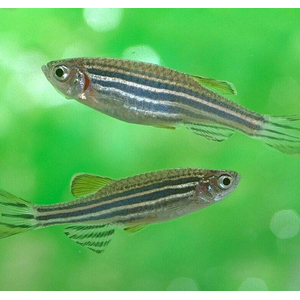 Данио - подходят для кормления другим рыбам, черепахам, тритонам, аксолотлям, лягушкам, змеям.