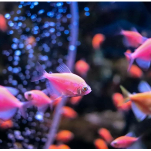 Тернеция GloFish розовая — генетически модифицированная форма тернеции (Gymnocorymbus ternetzi), получившая название от английских слов glow («сияющий», «свечение») и fish («рыба»). Отличительная особенность — флуоресцентная окраска, которая становится ярче при ультрафиолетовом или синем освещении.