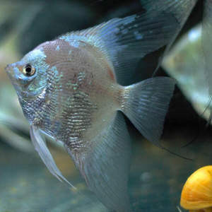 Скалярия Параиба (Pterophyllum scalare Paraiba, Paraiba Angelfish) — селекционная форма скалярии Пинои, выведенная с использованием гена бесполосости в сочетании с двойным филиппинским голубым. Отличается необычным окрасом и грациозными движениями.