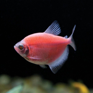 Тернеция GloFish розовая — генетически модифицированная форма тернеции (Gymnocorymbus ternetzi), получившая название от английских слов glow («сияющий», «свечение») и fish («рыба»). Отличительная особенность — флуоресцентная окраска, которая становится ярче при ультрафиолетовом или синем освещении.