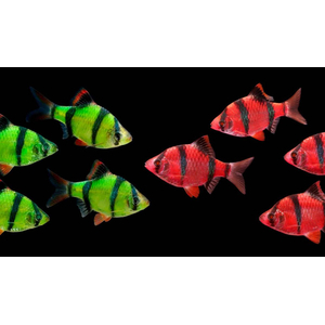 Барбус GloFish (например, красно-чёрный) — генетически модифицированная разновидность суматранского барбуса, обладающая яркой окраской и способностью светиться при ультрафиолетовом или синем освещении.