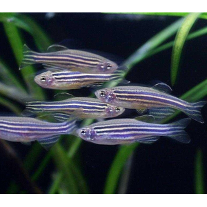 Данио - подходят для кормления другим рыбам, черепахам, тритонам, аксолотлям, лягушкам, змеям.