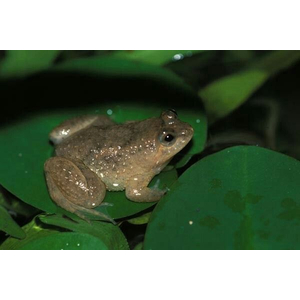 Occidozyga lima (индонезийская лягушка, Rough-skinned Floating Frog, Green Puddle Frog) — вид лягушек семейства Dicroglossidae.