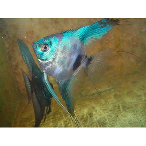 Скалярия Параиба (Pterophyllum scalare Paraiba, Paraiba Angelfish) — селекционная форма скалярии Пинои, выведенная с использованием гена бесполосости в сочетании с двойным филиппинским голубым. Отличается необычным окрасом и грациозными движениями.