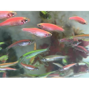 Данио - подходят для кормления другим рыбам, черепахам, тритонам, аксолотлям, лягушкам, змеям.