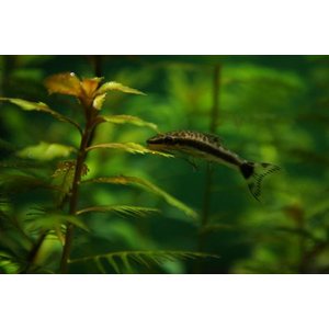 Отоцинклюс аффинис (Otocinclus affinis, также известен как Macrotocinclus affinis) — пресноводная лучеперая рыбка из семейства кольчужных сомов (Loricariidae). Популярна в аквариумистике благодаря способности поедать водоросли.