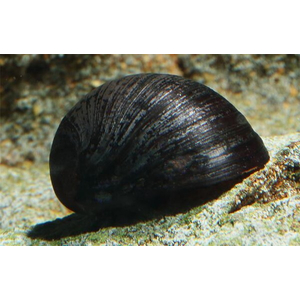 Улитка пресноводная красногубая (Nerritina sp.) — пресноводный брюхоногий моллюск из семейства Neritidae.