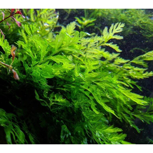 Bolbitis heudelotii (болбитис геделоти, конголезский папоротник) — пресноводный папоротник из семейства Щитовниковые (Аспидиевые). Название растению дано в честь французского ботаника Жана-Пьера Эдело.