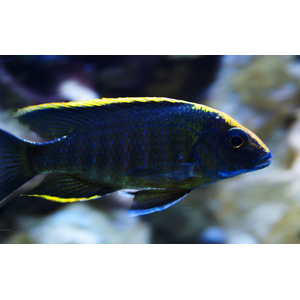 Аулонокара майланда (Aulonocara maylandi) — пресноводная рыба из семейства цихловых, эндемик озера Малави в Восточной Африке.