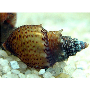 Thiara winteri (также известная как улитка прамбанан, spiked tower snail или spiky trumpet snail) — пресноводный моллюск из семейства Thiaridae.