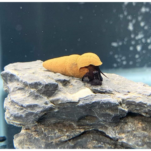 Tylomelania sp. Chocolate Poso Snail — это вид пресноводных улиток из рода Tylomelania, эндемичный для острова Сулавеси в Индонезии. В аквариумных условиях их также называют «шоколадными кроличьими улитками».