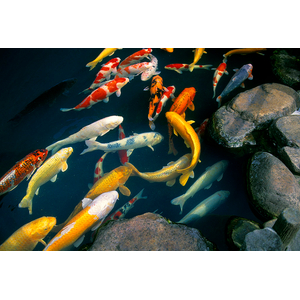 Карп кои (Cyprinus carpio haematopterus) — декоративная одомашненная форма амурского подвида сазана. Это результат многовековой селекции, в ходе которой были выведены разнообразные подвиды с уникальными окрасками и характеристиками.