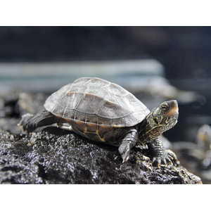 Mauremys reevesii (китайская трёхкилевая черепаха, черепаха Ривза) — вид черепах из семейства Geoemydidae.