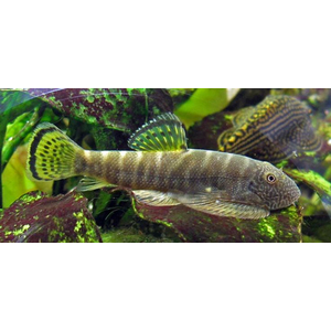 Gastromyzon viriosus — вид гастромизонов, эндемик острова Борнео. Принадлежит семейству Balitoridae.