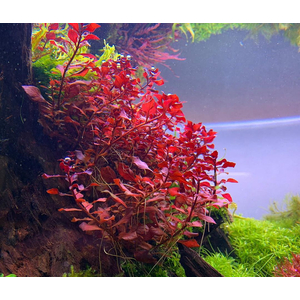 Людвигия мини супер ред (Ludwigia «Mini Super Red») — аквариумное растение, которое отличается яркой красной окраской листьев и компактной формой.