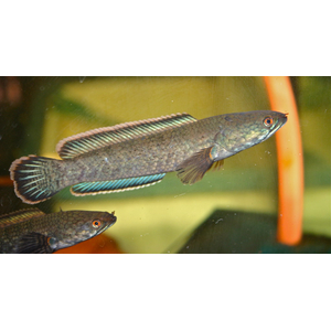 Channa limbata (также известный как карликовый змееголов или гранит-змееголов) — пресноводная рыба из рода змееголовов.