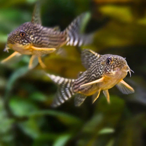 Коридорас Штерба (Corydoras sterbai) — пресноводная лучеперая рыба из семейства Панцирных (Каллихтовых) сомов. Названа в честь немецкого зоолога Гюнтера Штербы.Коридорас Штерба (Corydoras sterbai) — пресноводная лучеперая рыба из семейства Панцирных (Каллихтовых) сомов. Названа в честь немецкого зоолога Гюнтера Штербы.