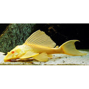 Плекостомус альбинос (Hypostomus plecostomus) — крупный представитель семейства Лорикариевых (Кольчужных) сомов.