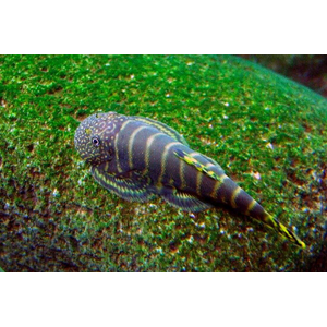 Gastromyzon viriosus — вид гастромизонов, эндемик острова Борнео. Принадлежит семейству Balitoridae.