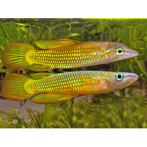 Aplocheilus lineatus (полосатая щучка, полосатая светлоглазка, линеатус) — тропическая пресноводная и солоноватоводная рыба из семейства аплохейловых отряда карпозубообразных.