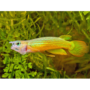 Aplocheilus lineatus (полосатая щучка, полосатая светлоглазка, линеатус) — тропическая пресноводная и солоноватоводная рыба из семейства аплохейловых отряда карпозубообразных.