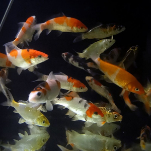 Карп кои (Cyprinus carpio haematopterus) — декоративная одомашненная форма амурского подвида сазана. Это результат многовековой селекции, в ходе которой были выведены разнообразные подвиды с уникальными окрасками и характеристиками.