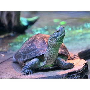 Mauremys reevesii (китайская трёхкилевая черепаха, черепаха Ривза) — вид черепах из семейства Geoemydidae.