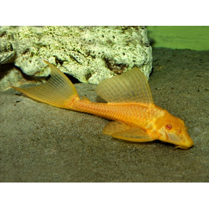 Плекостомус альбинос (Hypostomus plecostomus) — крупный представитель семейства Лорикариевых (Кольчужных) сомов.Плекостомус альбинос (Hypostomus plecostomus) — крупный представитель семейства Лорикариевых (Кольчужных) сомов.