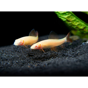 Epalzeorhynchos frenatum albino — альбиносная форма пресноводной лучепёрой рыбки из семейства Карповые, также известной как зелёный лабео или радужная акула.