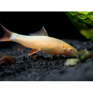 Epalzeorhynchos frenatum albino — альбиносная форма пресноводной лучепёрой рыбки из семейства Карповые, также известной как зелёный лабео или радужная акула.