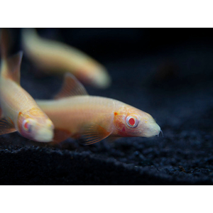 Epalzeorhynchos frenatum albino — альбиносная форма пресноводной лучепёрой рыбки из семейства Карповые, также известной как зелёный лабео или радужная акула.