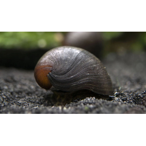 Улитка пресноводная красногубая (Nerritina sp.) — пресноводный брюхоногий моллюск из семейства Neritidae.