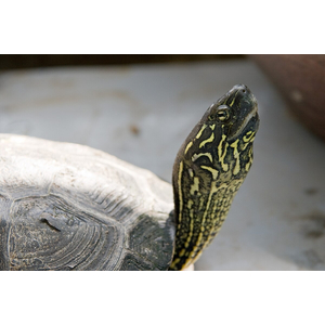 Mauremys reevesii (китайская трёхкилевая черепаха, черепаха Ривза) — вид черепах из семейства Geoemydidae.