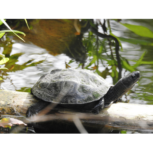 Mauremys reevesii (китайская трёхкилевая черепаха, черепаха Ривза) — вид черепах из семейства Geoemydidae.