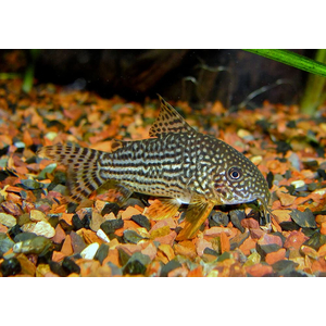Коридорас Штерба (Corydoras sterbai) — пресноводная лучеперая рыба из семейства Панцирных (Каллихтовых) сомов. Названа в честь немецкого зоолога Гюнтера Штербы.