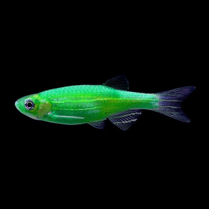 ​Данио рерио (GloFish) «Мятный» — генетически модифицированная форма аквариумной рыбки данио-рерио (Danio rerio), выведенная путём добавления генов морских медуз и кораллов, продуцирующих светящийся белок.