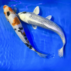 Карп кои (Cyprinus carpio haematopterus) — декоративная одомашненная форма амурского подвида сазана. Это результат многовековой селекции, в ходе которой были выведены разнообразные подвиды с уникальными окрасками и характеристиками.