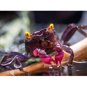 Краб-вампир пурпурный (Geosesarma dennerle) — миниатюрный декоративный краб, получивший название за необычный внешний вид.