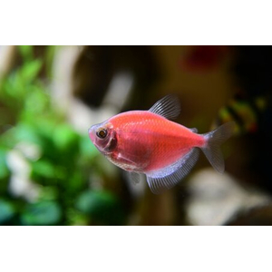 Тернеция GloFish розовая — генетически модифицированная форма тернеции (Gymnocorymbus ternetzi), получившая название от английских слов glow («сияющий», «свечение») и fish («рыба»). Отличительная особенность — флуоресцентная окраска, которая становится ярче при ультрафиолетовом или синем освещении.Тернеция GloFish розовая — генетически модифицированная форма тернеции (Gymnocorymbus ternetzi), получившая название от английских слов glow («сияющий», «свечение») и fish («рыба»). Отличительная особенность — флуоресцентная окраска, которая становится ярче при ультрафиолетовом или синем освещении.