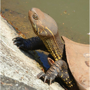 Mauremys reevesii (китайская трёхкилевая черепаха, черепаха Ривза) — вид черепах из семейства Geoemydidae.