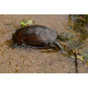 Mauremys reevesii (китайская трёхкилевая черепаха, черепаха Ривза) — вид черепах из семейства Geoemydidae.