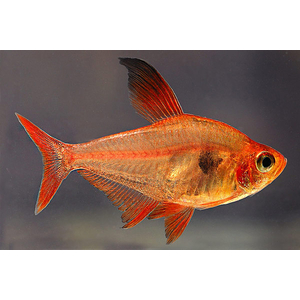 Hyphessobrycon sweglesi — вид тропических пресноводных лучепёрых рыб из семейства харациновых, известный как красный фантом (красный орнатус).