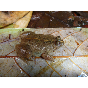 Occidozyga lima (индонезийская лягушка, Rough-skinned Floating Frog, Green Puddle Frog) — вид лягушек семейства Dicroglossidae.