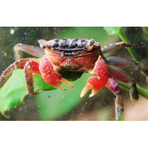 Perisesarma bidens (красный клешневидный краб) — полуназемный вид из семейства Sesarmidae, известный своими яркими красными клешнями.