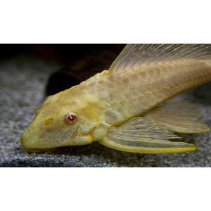 Плекостомус альбинос (Hypostomus plecostomus) — крупный представитель семейства Лорикариевых (Кольчужных) сомов.