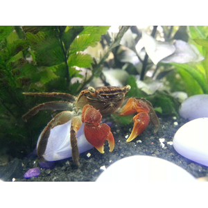 Perisesarma bidens (красный клешневидный краб) — полуназемный вид из семейства Sesarmidae, известный своими яркими красными клешнями.