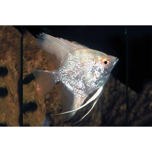 Скалярия бриллиантовая (Pterophyllum scalare diamond) — селекционная форма обыкновенной скалярии, отличающаяся особой красотой и особенностями внешнего вида.