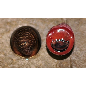 Улитка пресноводная красногубая (Nerritina sp.) — пресноводный брюхоногий моллюск из семейства Neritidae.